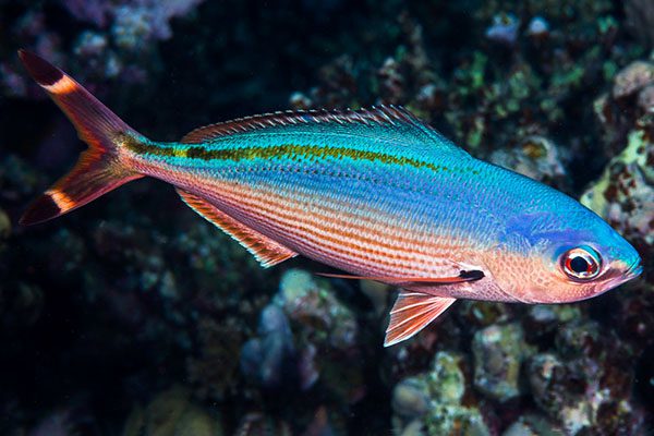 Marsa Alam Fusiliers (Caesio spp.) School on Reef Wall – Sambo Divers