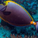 Marsa Alam Orangespine Unicornfish (Naso lituratus) on Reef – Sambo Divers