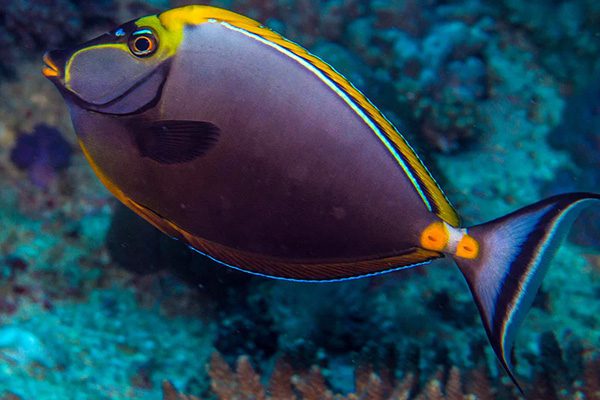 Marsa Alam Orangespine Unicornfish (Naso lituratus) on Reef – Sambo Divers