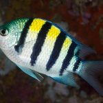 Marsa Alam Sergeant Major (Abudefduf vaigiensis) on Coral – Sambo Divers