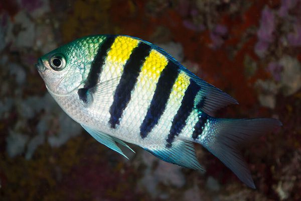 Marsa Alam Sergeant Major (Abudefduf vaigiensis) on Coral – Sambo Divers