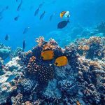 Vibrant, red and purple soft corals and gorgonian fans sway in the current on a reef wall in Marsa Alam.