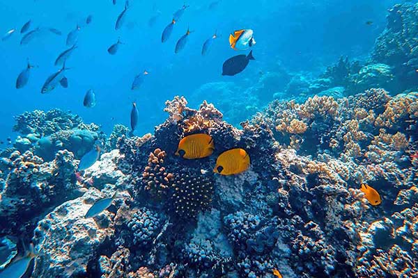 Vibrant, red and purple soft corals and gorgonian fans sway in the current on a reef wall in Marsa Alam.