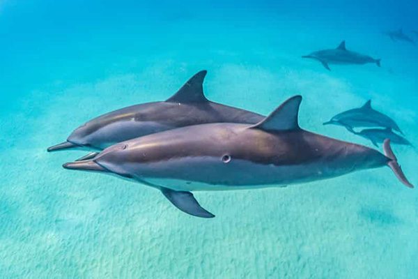 A large pod of wild spinner dolphins jumps and swims near a diver at Sataya Reef in Marsa Alam.