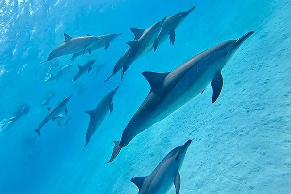 A large pod of spinner dolphins gracefully swims in the turquoise lagoon of Shaab Samadai (Dolphin House) in Marsa Alam.