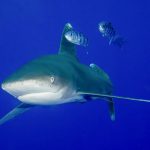 A breathtaking school of hammerhead sharks rises from the depths at Daedalus Reef in Marsa Alam, Egypt.