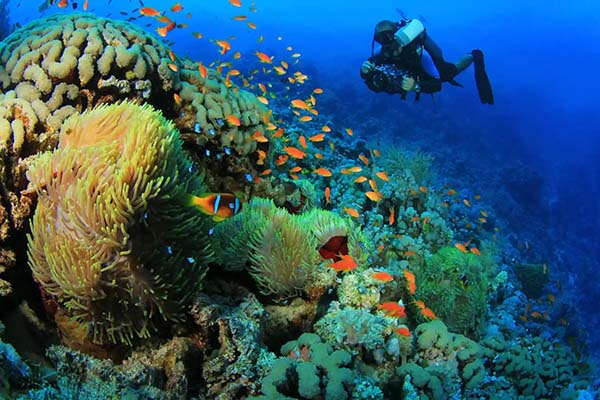 An aerial view of the famous Daedalus Reef and its lighthouse, a remote and legendary dive site in Marsa Alam's Deep South.