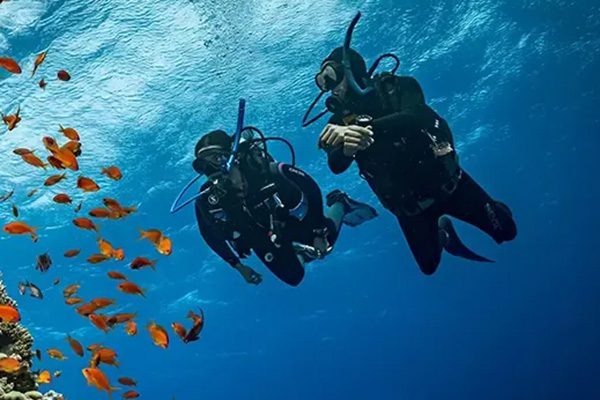 Dugong swimming over seagrass in Marsa Mubarak, illustrating the best time for diving in Marsa Alam, Red Sea.