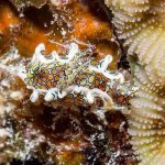 A vibrant, colorful nudibranch crawls along a coral branch, a popular find for macro diving in Marsa Alam.