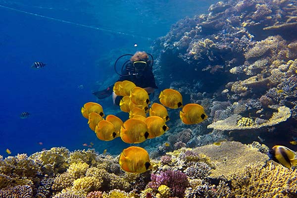 Comparison of diving in Marsa Alam (Dugong/Sharks) and Hurghada (Wrecks/Boat traffic) to determine the best Red Sea dive destination.