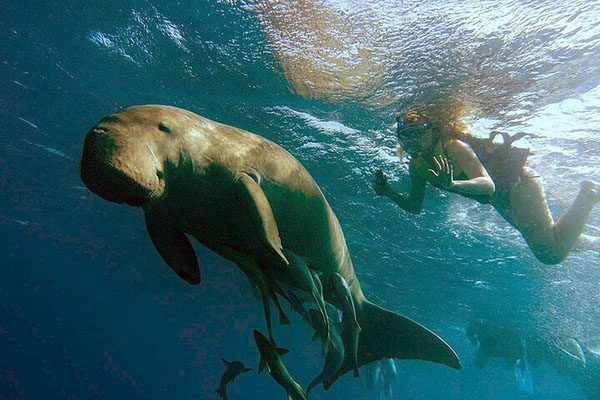 A snorkeler observing a large Green Sea Turtle from the surface while a scuba diver approaches from below at Marsa Mubarak, Red Sea.