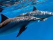 dolphins-spinner-dolphin-stenella-longirostris-is-small-dolphin