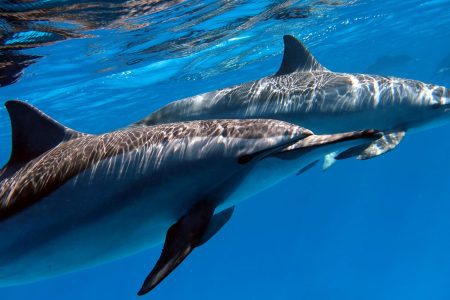 Dolphin Dreams in Sataya Mini Safari Trip