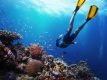Freediver gliding underwater over vivid coral reef