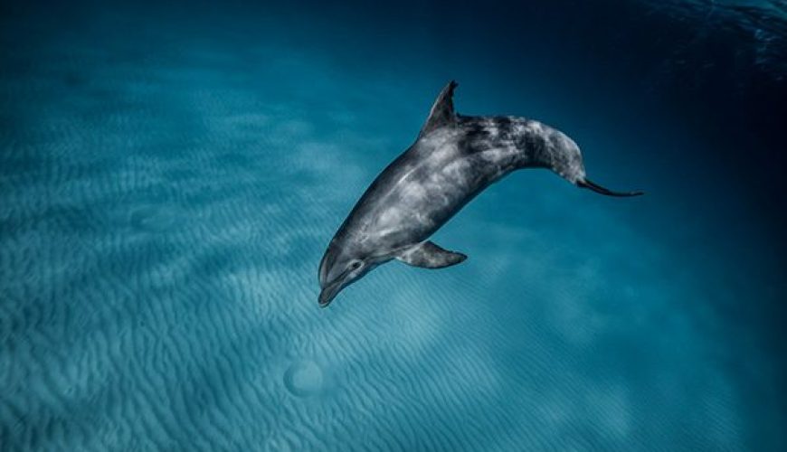 Dolphin in Marsa Alam