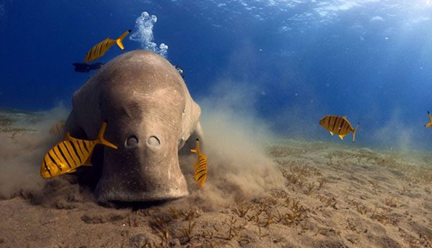 Dugong in Marsa Alam