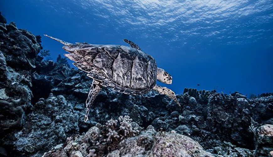 Leatherback Sea Turtle in Marsa Alam