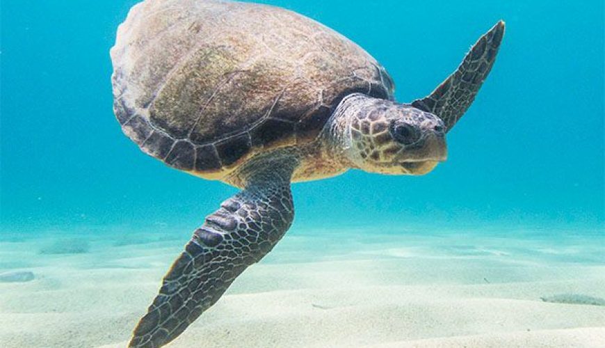 Olive Ridley Sea Turtle in Marsa Alam
