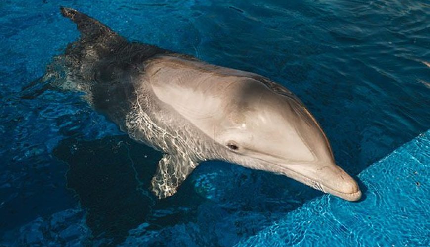 Bottlenose Dolphin in Marsa Alam