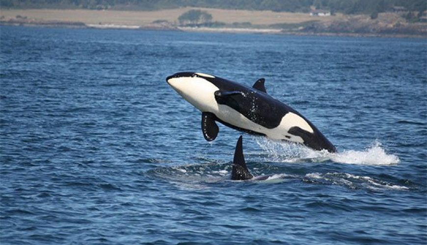 Orca in Cold Waters