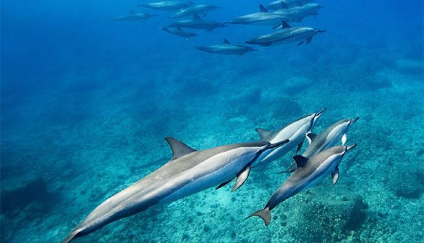 Spinner Dolphin in Marsa Alam