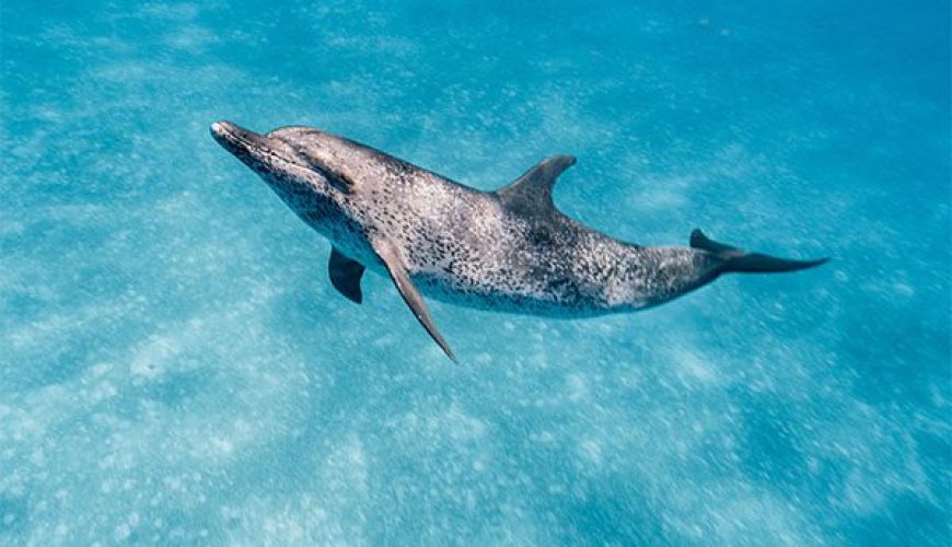 Spotted Dolphin in Marsa Alam