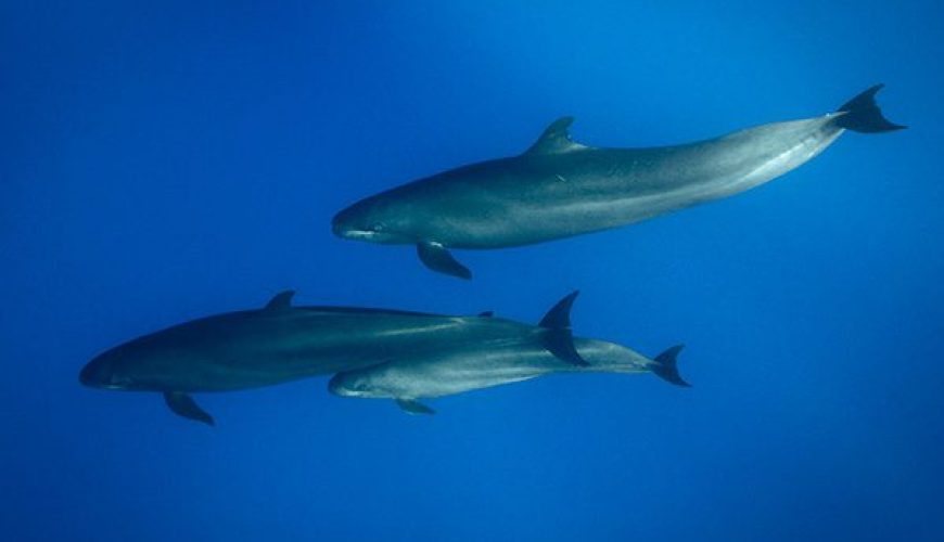 False Killer Whale in Marsa Alam