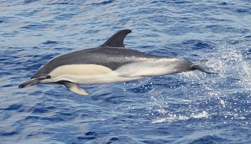Striped Dolphin in Marsa Alam