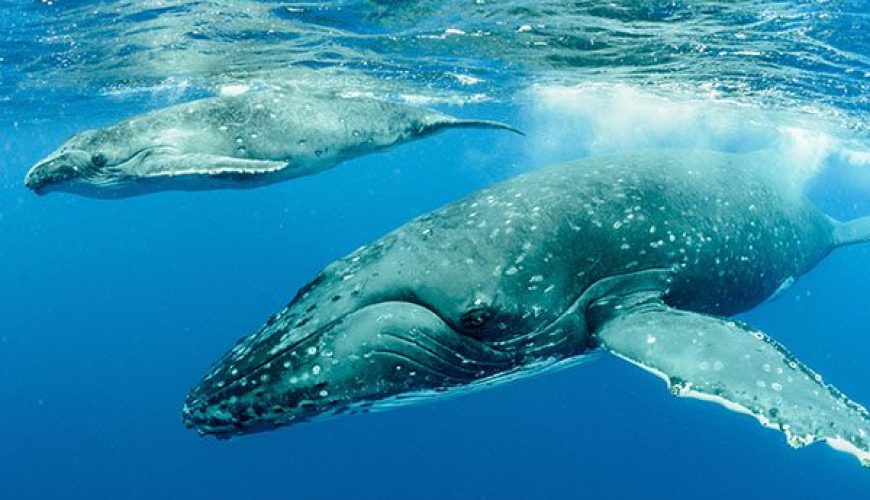 Humpback Whale Breaching