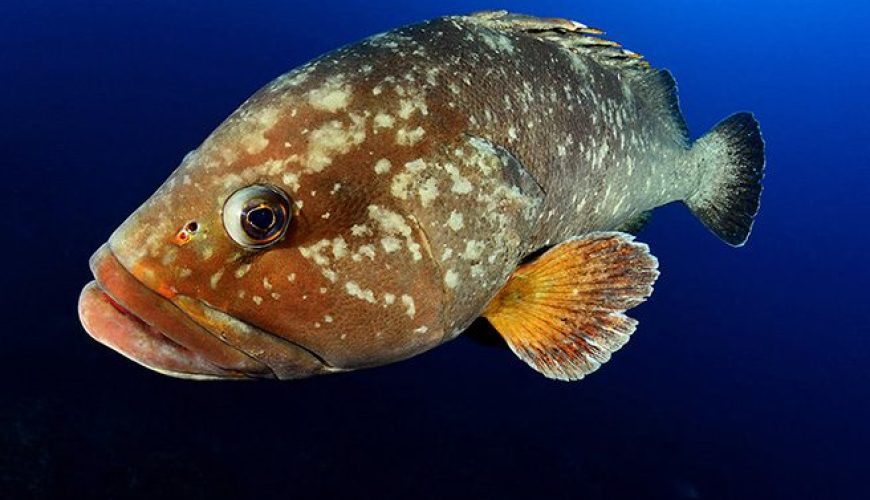 Grouper fish in Marsa Alam