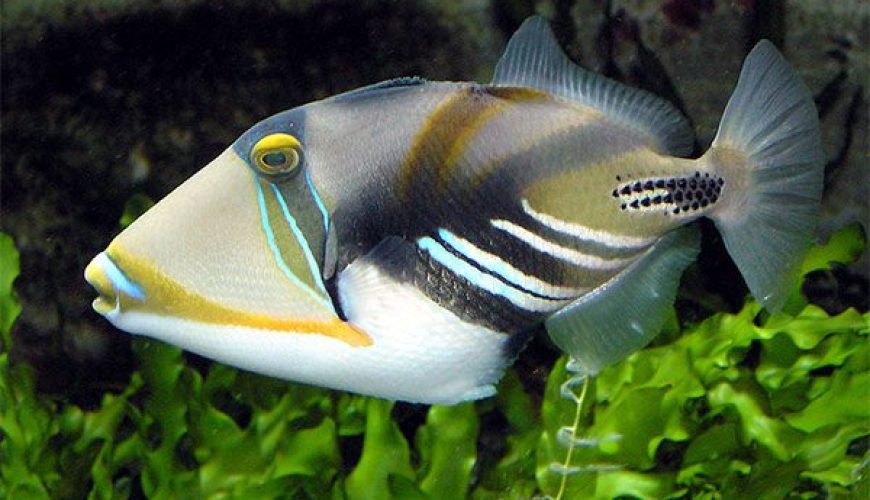 Triggerfish swimming among corals