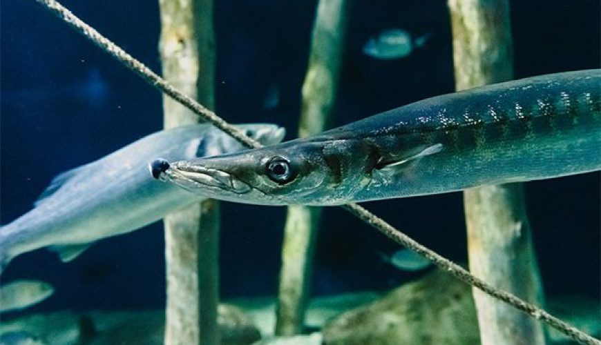 Barracuda fish in Marsa Alam