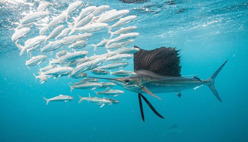 Sailfish leaping out of the water