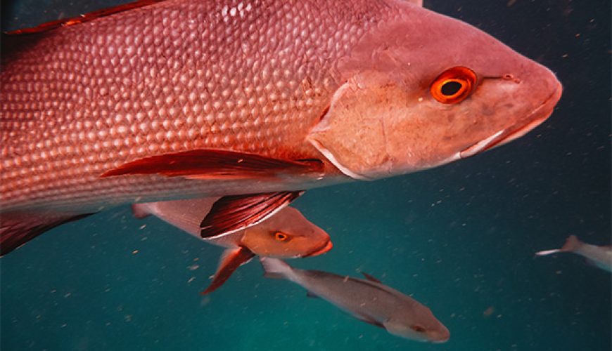 Snapper fish in Marsa Alam