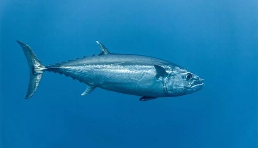 Tuna fish in the open ocean