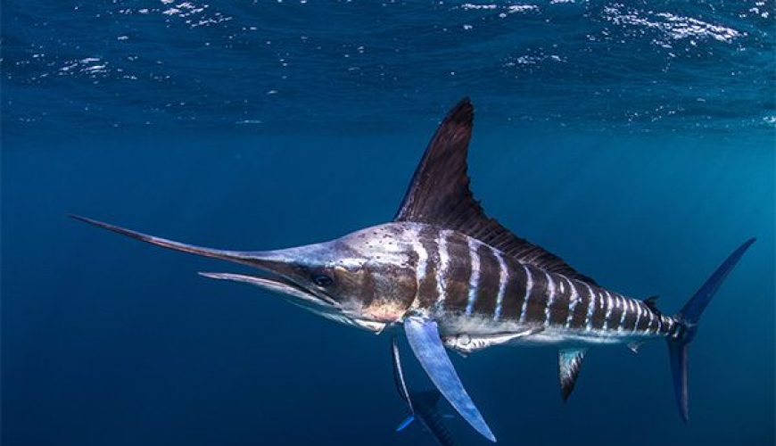 Marlin leaping out of the water