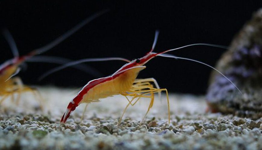 Marsa Alam Cleaner Shrimp (Lysmata amboinensis) Cleaning Station – Sambo Divers