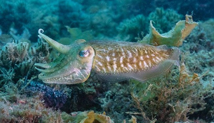 Marsa Alam Cuttlefish (Sepia spp.) Color Change – Sambo Divers Red Sea