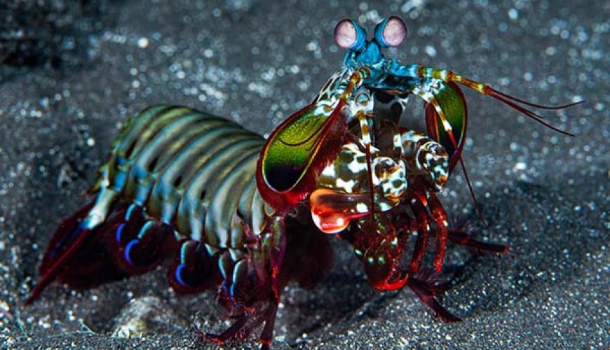 Marsa Alam Peacock Mantis Shrimp (Odontodactylus scyllarus) Vibrant – Sambo Divers Red Sea