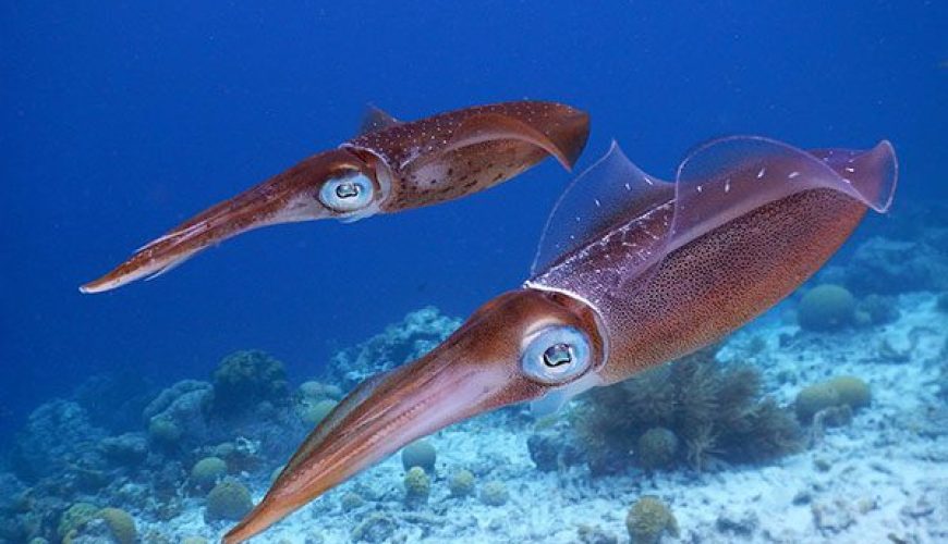 Marsa Alam Squid swimming near coral reef in the Red Sea, displaying iridescent colors