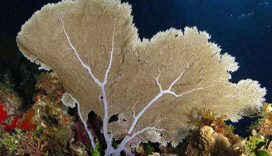Marsa Alam Gorgonian Fan Coral (Subergorgia spp.) Deep Reef – Sambo Divers