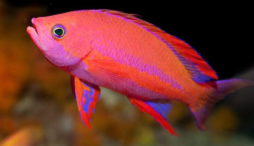 Marsa Alam Anthias (Pseudanthias squamipinnis) Reef Swarm – Sambo Divers