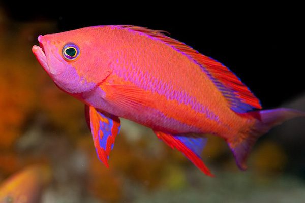 Marsa Alam Anthias (Pseudanthias squamipinnis) Reef Swarm – Sambo Divers
