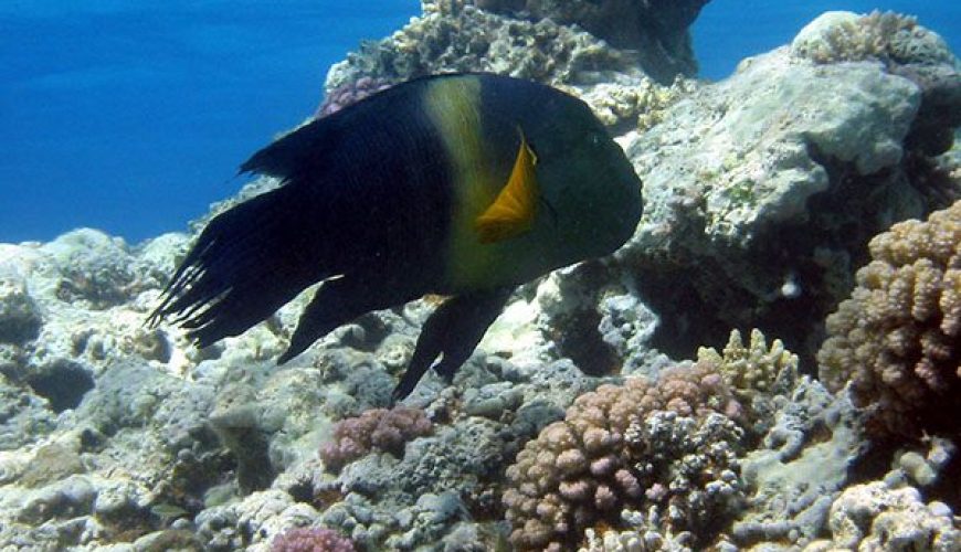 Marsa Alam Broomtail Wrasse (Cheilinus lunulatus) on Reef – Sambo Divers