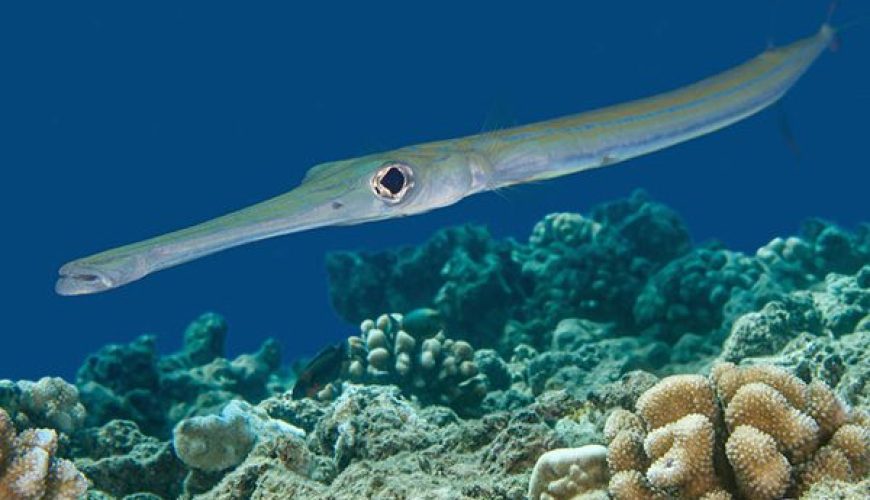 Marsa Alam Cornetfish (Fistularia commersonii) Camouflaged – Sambo Divers