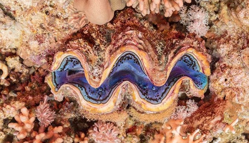 Marsa Alam Giant Clam (Tridacna spp.) Vibrant Mantle – Sambo Divers