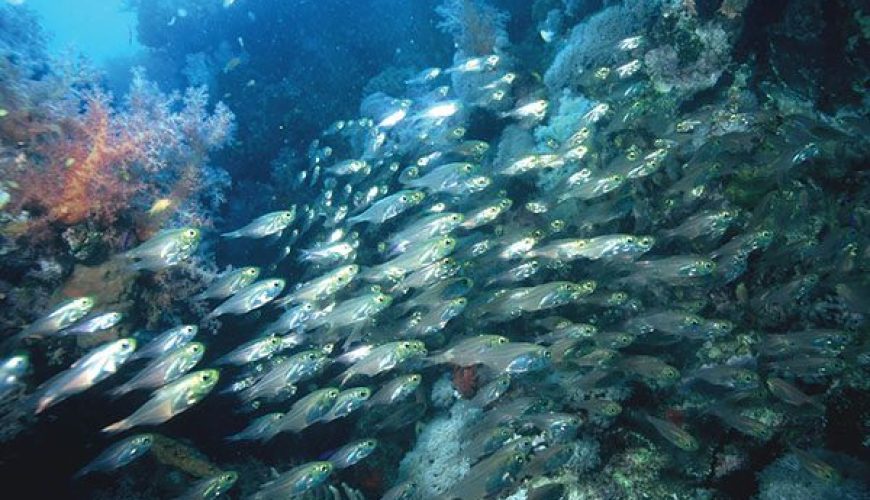 Marsa Alam Glassfish (Parapriacanthus spp.) Schooling in Cave – Sambo Divers