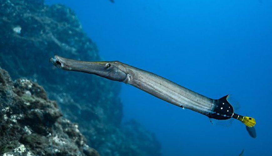 Marsa Alam Trumpetfish (Aulostomus chinensis) Camouflage – Sambo Divers