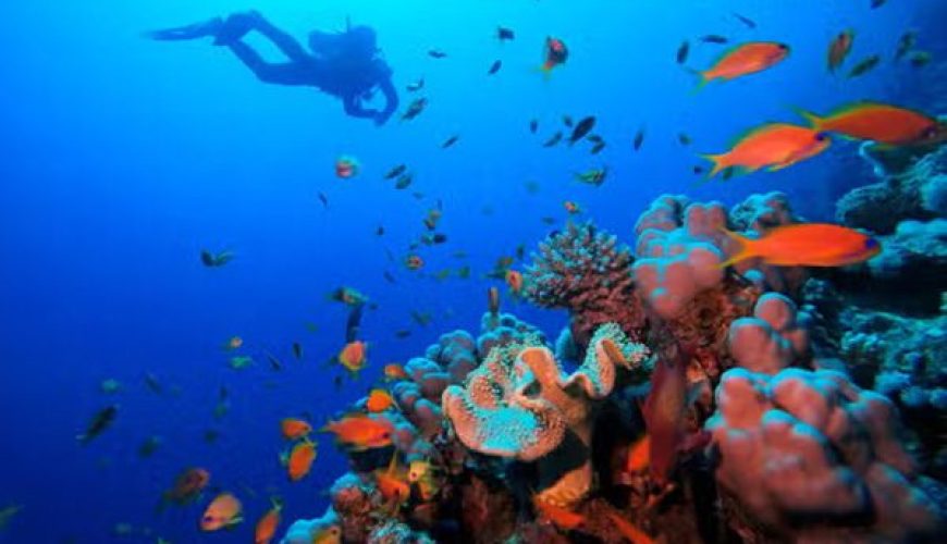 Divers drift along the vibrant walls of Elphinstone Reef, one of the top 10 dive sites in Marsa Alam.