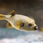 Marsa Alam Blackspotted Puffer (Arothron nigropunctatus) on Reef – Sambo Divers